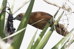 Frutero negro/White-lined Tanager