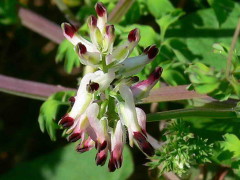 Flor de pajarito/Whiteflower fumitory