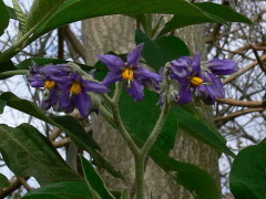 Fumo bravo/S. granulosum leprosum