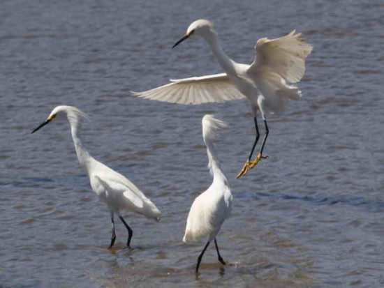 Garcita blanca/Snowy Egret