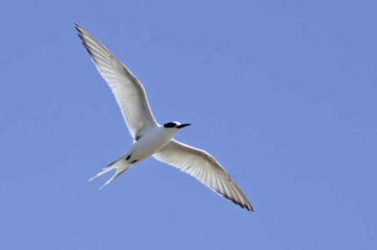 Gaviotín sudamericano/South American Tern