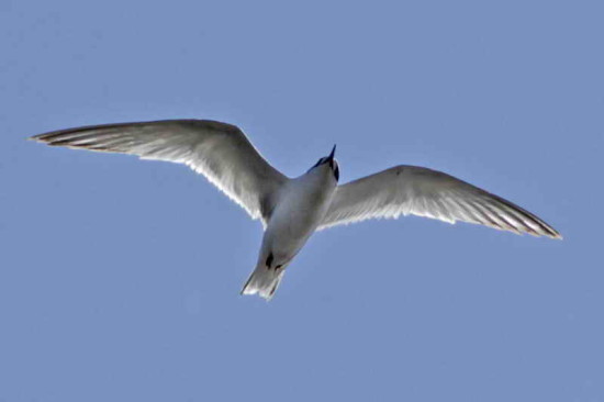 Gaviotín sudamericano/South American Tern