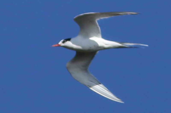 Gaviotín sudamericano/South American Tern