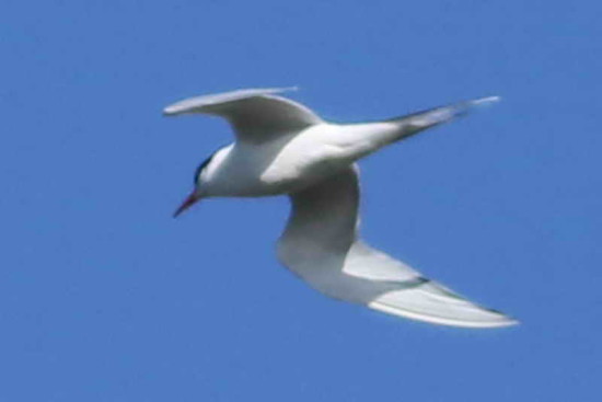 Gaviotín sudamericano/South American Tern