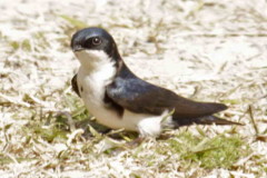 Golondrina barranquera/Blue-and-white Swallow