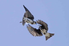 Golondrina parda/Brown-chested Martin