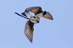 Golondrina parda/Brown-chested Martin