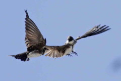 Golondrina parda/Brown-chested Martin