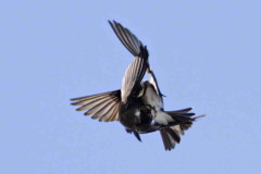 Golondrina parda/Brown-chested Martin