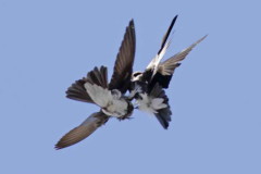 Golondrina parda/Brown-chested Martin