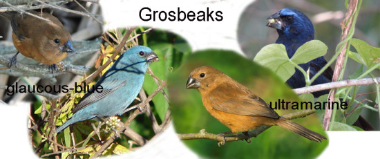 Grosbeaks