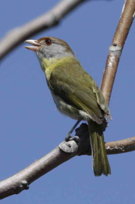 Juan chiviro/Rufous-browed Peppershrike