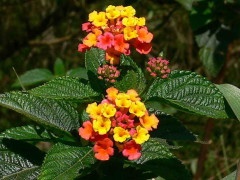 Lantana