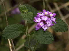 Lantana megapotamica