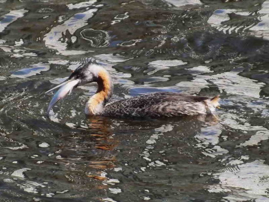 Macá grande/Great Grebe