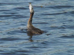 Macá grande/Great Grebe