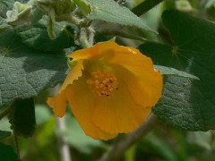 Malvavisco/Hairy indian mallow