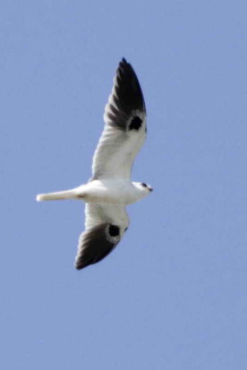 Milano blanco/White-tailed Kite