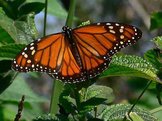 Monarca/Monarch