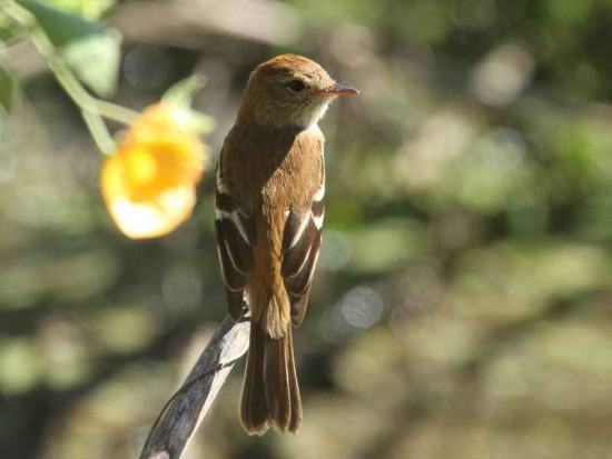 Mosqueta estriada/Bran-coloured Flycatcher