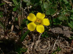 oxalis  SAC 9 15