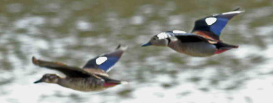 Pato de collar/Ringed Teal