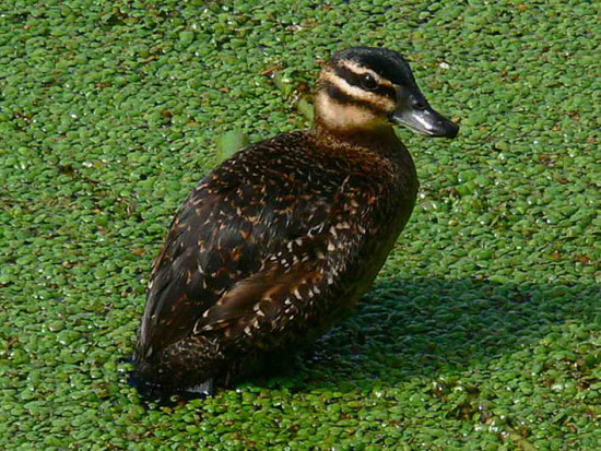 Pato fierro/Masked duck