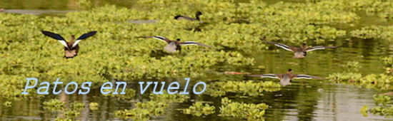 patos en vuelo