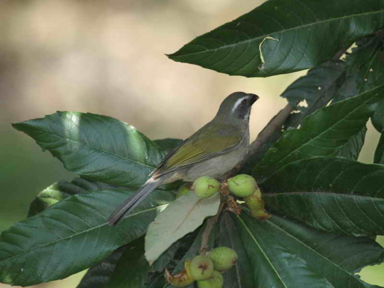 Pepitero verdoso/Green-winged Saltator