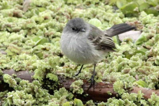 Piojito gris/Sooty Tyrannulet