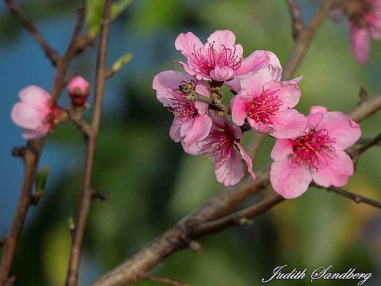 Prunus sp