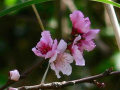 Prunus sp