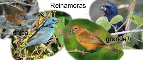 reinamoras