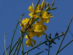 Retama/Spanish broom