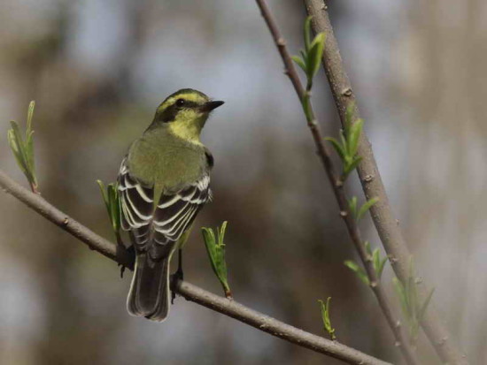 Suirirí amarillo/Yellow-browed Tyrant