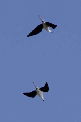 Tero real/Black-necked Stilt