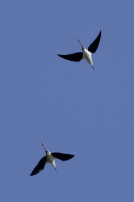 Tero real/Black-necked Stilt