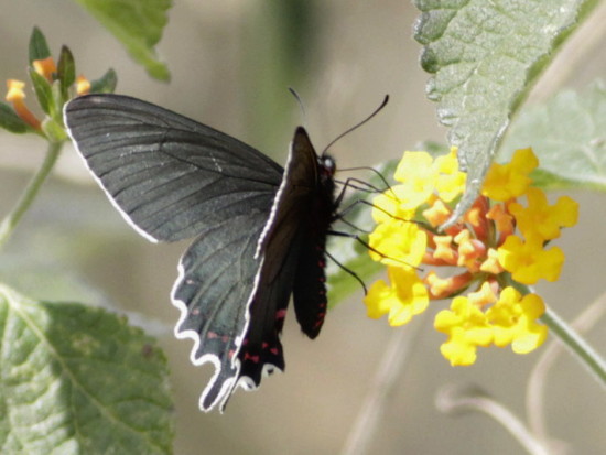 Viuda del monte/Bunichus Cattleheart