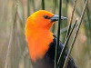 Federal/Scarlet-headed Blackbird