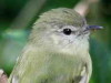 Mosqueta común/Mottle-cheeked Tyrannulet