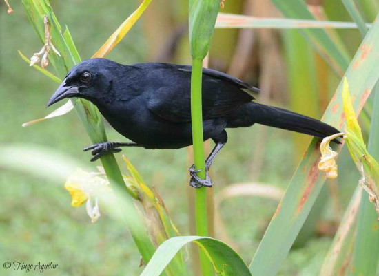 Tordo de matorral/Scrub Blackbird