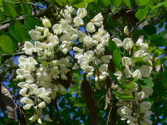 Acacia blanca/Black locust