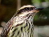 Benteveo rayado/Streaked Flycatcher