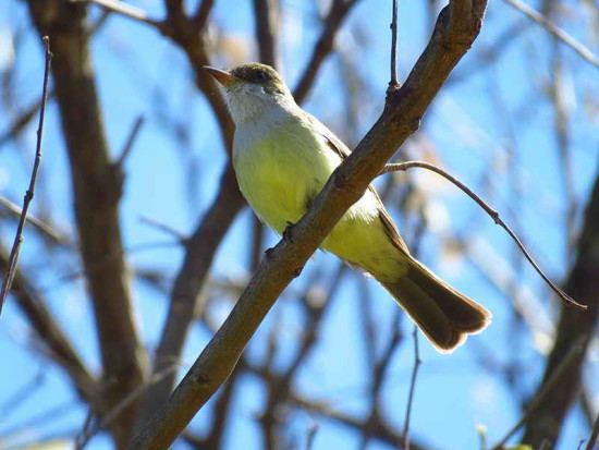 Burlisto pico canela/Swainson's Flycatcher