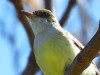 Burlisto pico canela/Swainson's Flycatcher