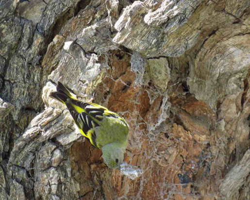 Cabecitanegra común H/Hooded Siskin F