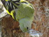 Cabecitanegra común H/Hooded Siskin F