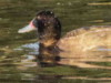 Pato cabeza negra/Black-headed Duck