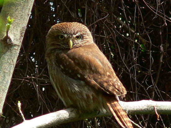 Caburé chico/Ferruginous Pygmy-Owl