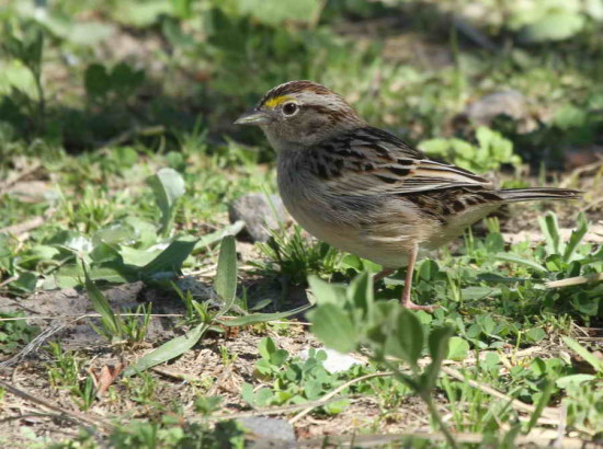Cachilo ceja amarilla/Grassland Sparrow
